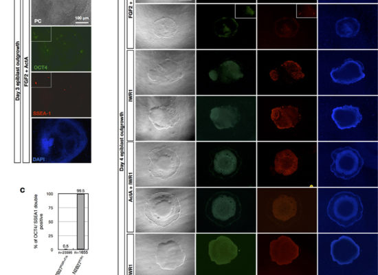 An alternative pluripotent state  confers interspecies chimaeric competency