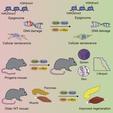 In vivo amelioration of age-associated hallmarks by partial reprogramming