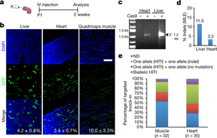 In vivo genome editing via CRISPR-Cas9 mediated homology-independent targeted integration