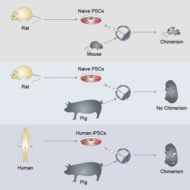Interspecies chimerism with mammalian pluripotent stem cells