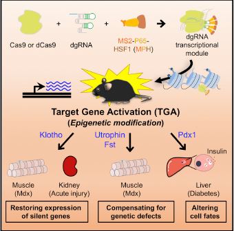 In Vivo Target Gene Activation via CRISPR/Cas9- Mediated Trans-epigenetic Modulation