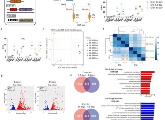 In vivo partial reprogramming of myofibers promotes muscle regeneration by remodeling the stem cell niche